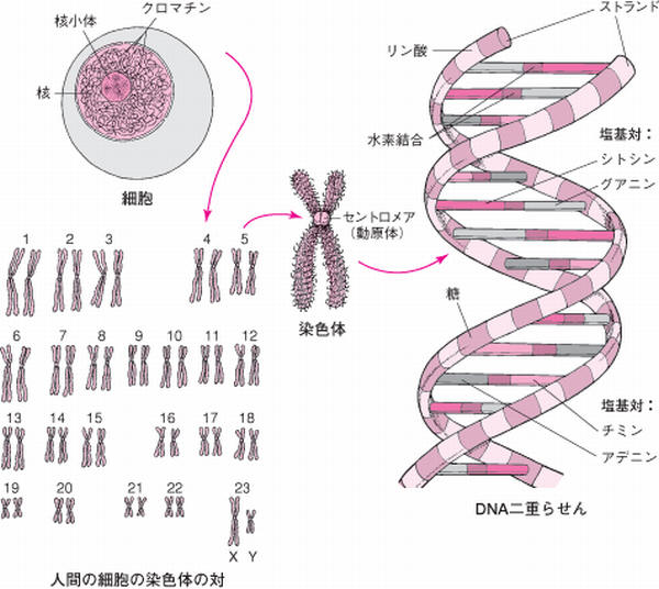 DNA_02